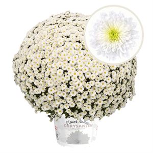 Afbeelding van Bolchrysant  P19 White